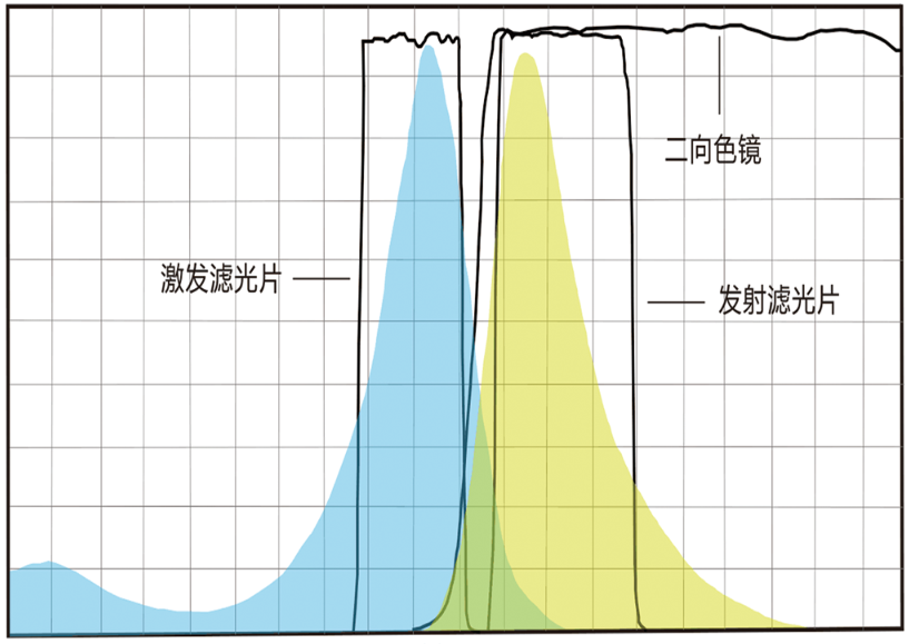 荧光滤光片光谱